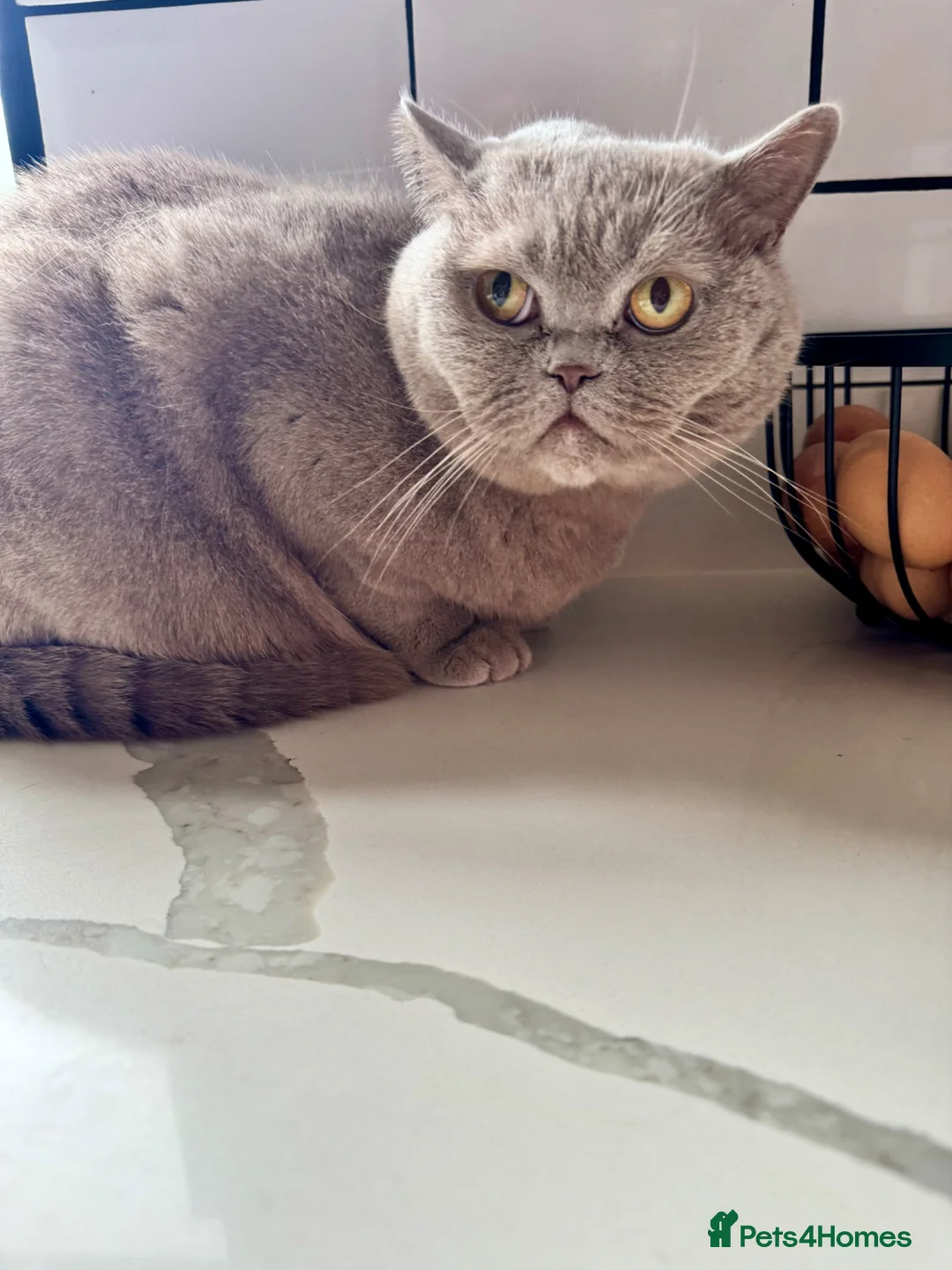 British Shorthair cats for sale: British shorthair for sale 4yrs old - Advert 2
