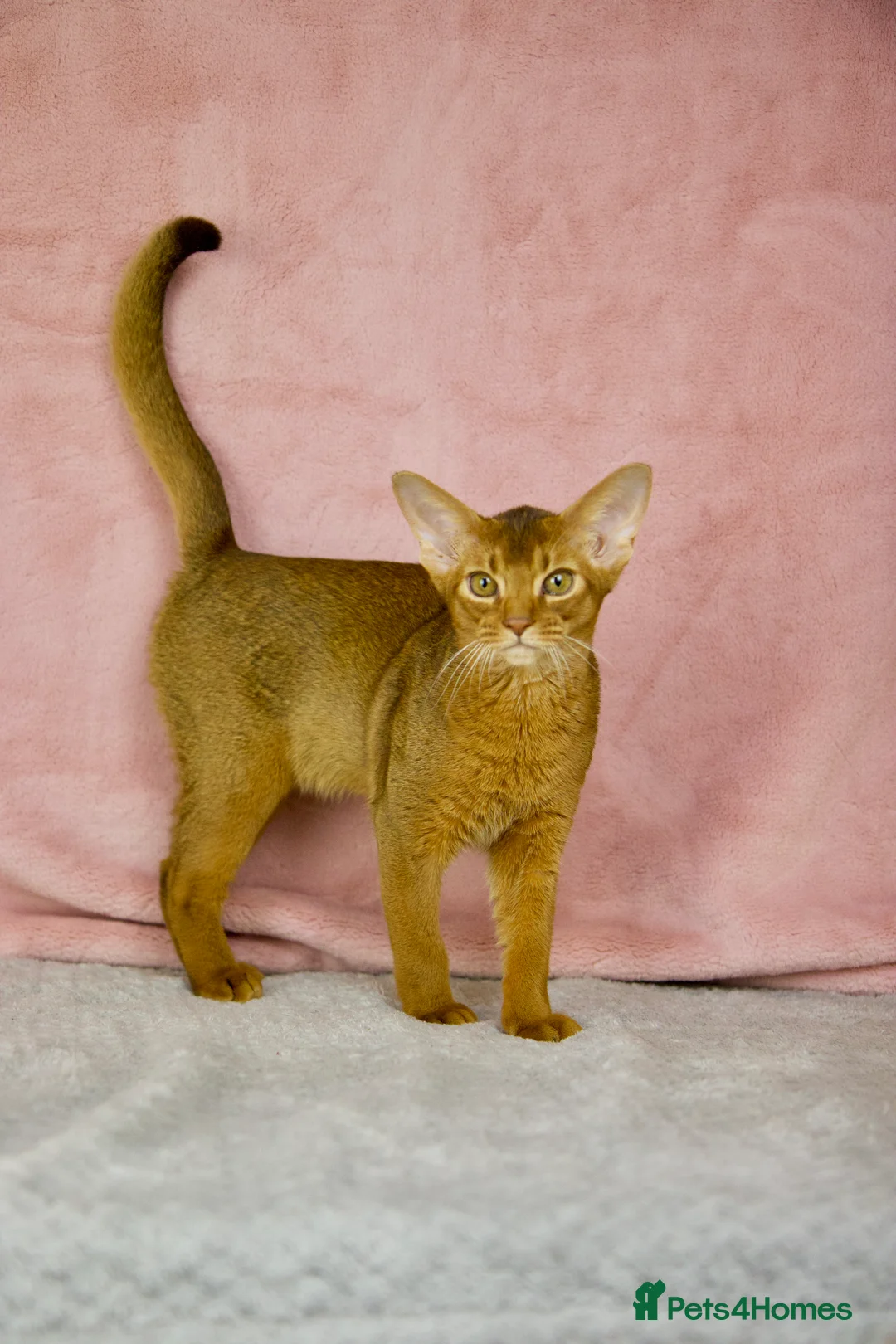 Abyssinian cats for sale: One boy left🤎Raised with Love Abyssinian Kittens - Advert 20