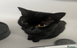 Domestic Shorthair cats for sale: My little baby needs a new home - Image 3