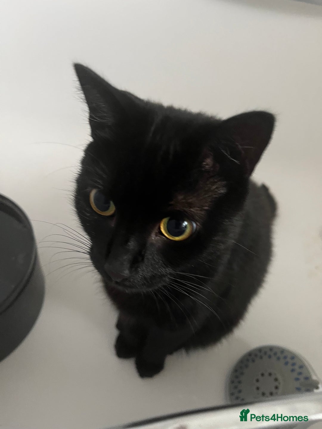 Domestic Shorthair cats for sale: My little baby needs a new home - Image 3