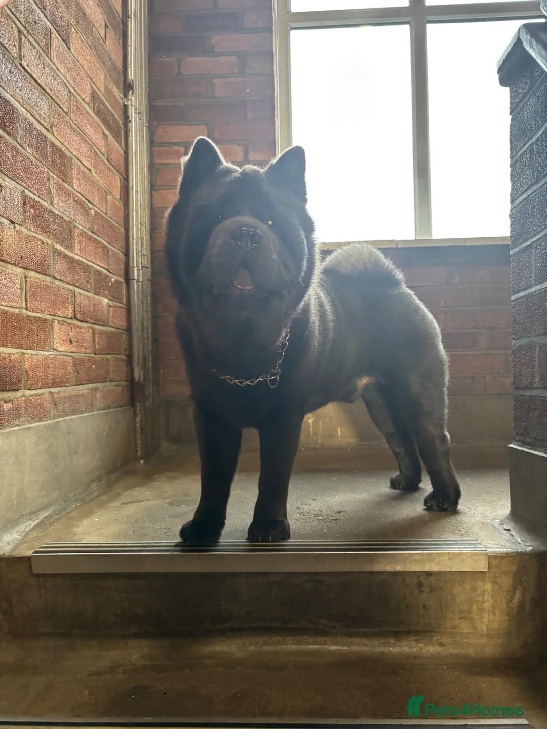 Chow Chow dogs for sale: Chow Chow Blue Male - Advert 5