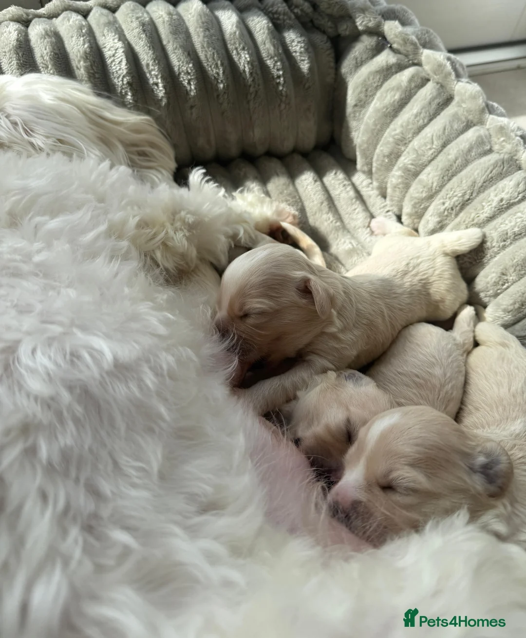 Mixed Breed dogs for sale: Beautiful Maltipoo puppies available  - Advert 2