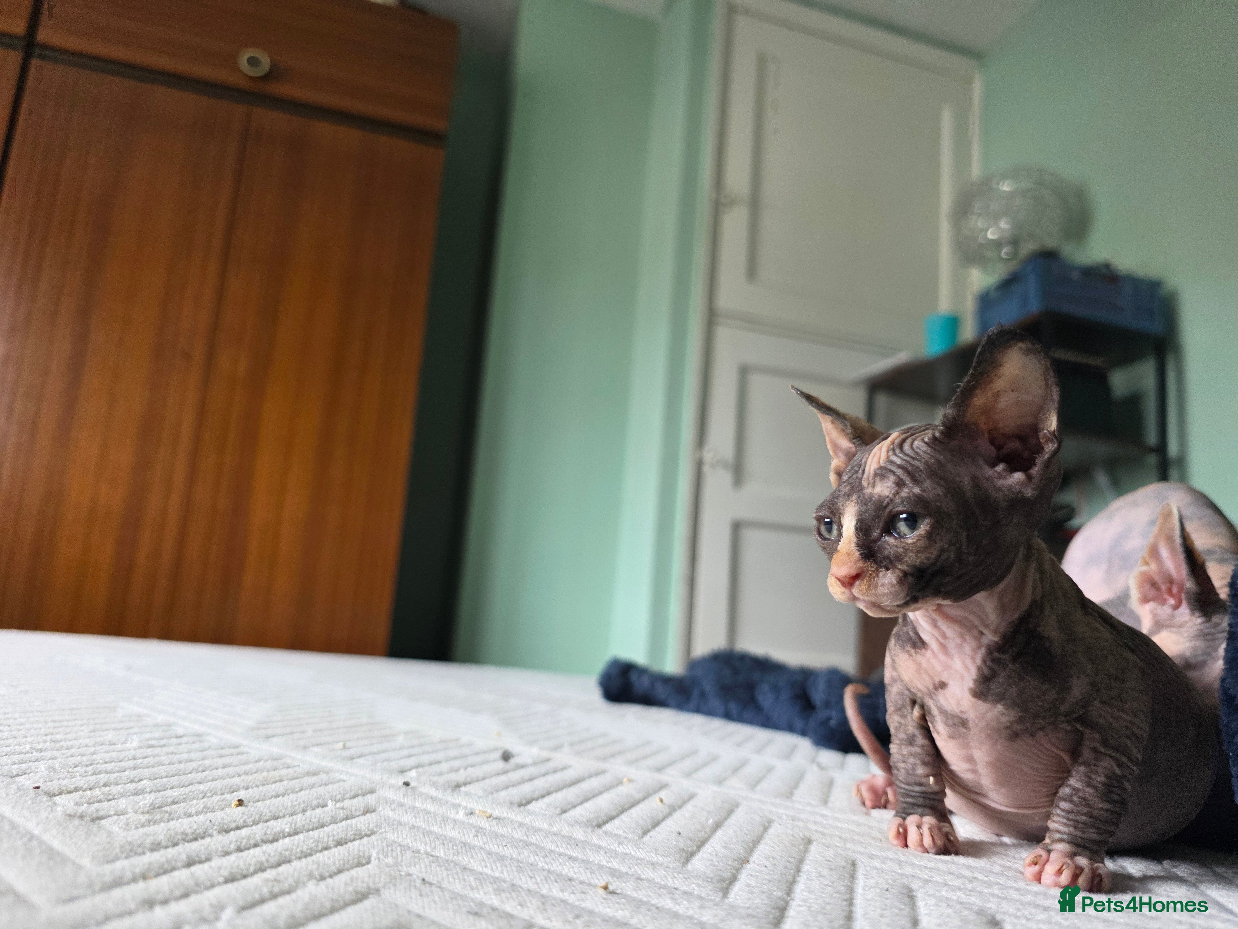 Sphynx cats for sale:  Kittens Ready for Loving Homes - Advert 11