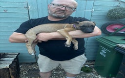 Lurcher dogs for sale: Lurcher Puppies  - Image 3