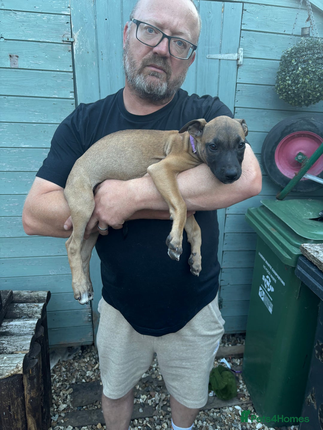Lurcher dogs for sale: Lurcher Puppies  - Image 3