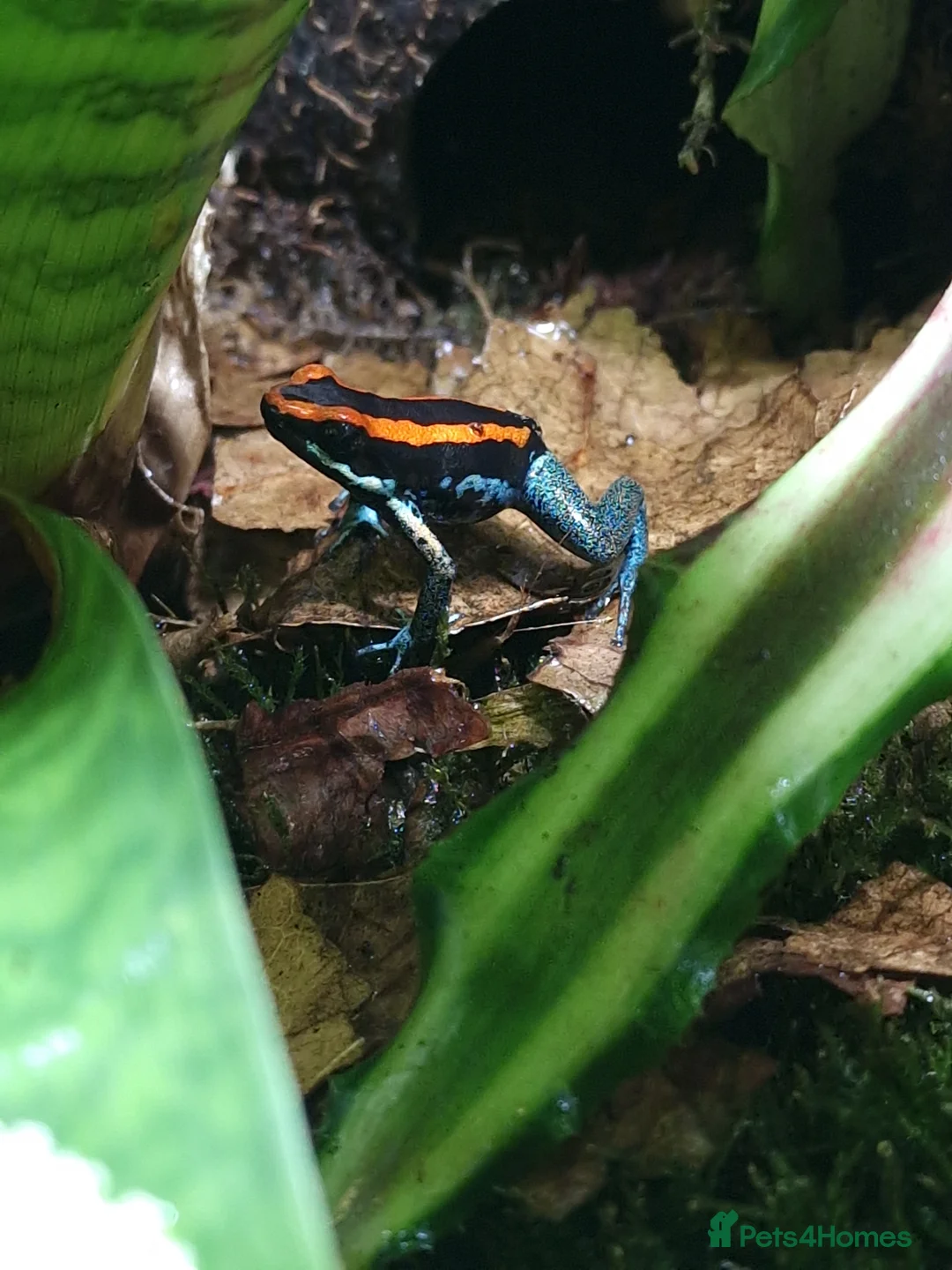 Frog reptiles for sale: Golfodulcean poison dart frogs - Advert 2