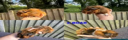 Guinea Pig rodents for sale: Various Guinea Pigs - Ready Now - Advert 6
