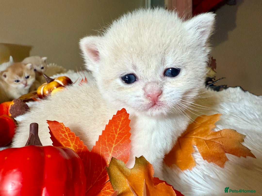 British Shorthair cats for sale: ⭐️Golden and Blue Golden Chinchilla kittens⭐️ - Image 12