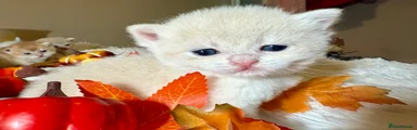 British Shorthair Kitten 5