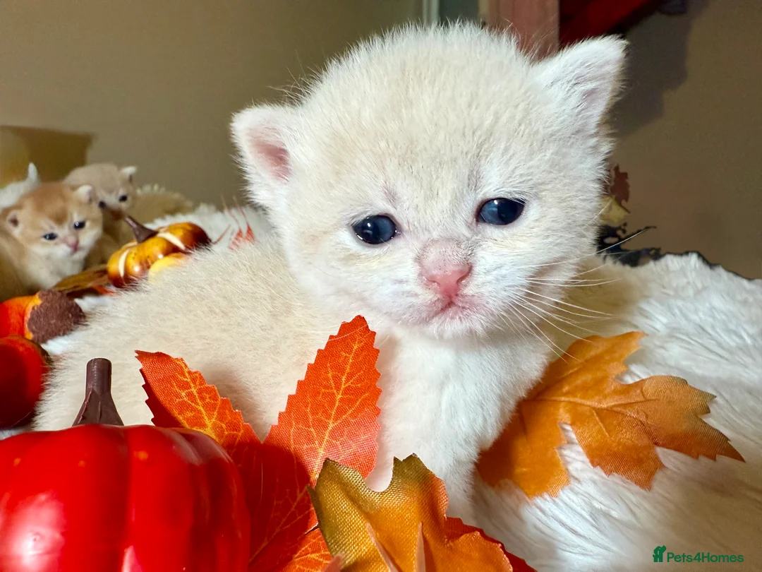 British Shorthair cats for sale: ⭐️Golden and Blue Golden Chinchilla kittens⭐️ - Advert 14