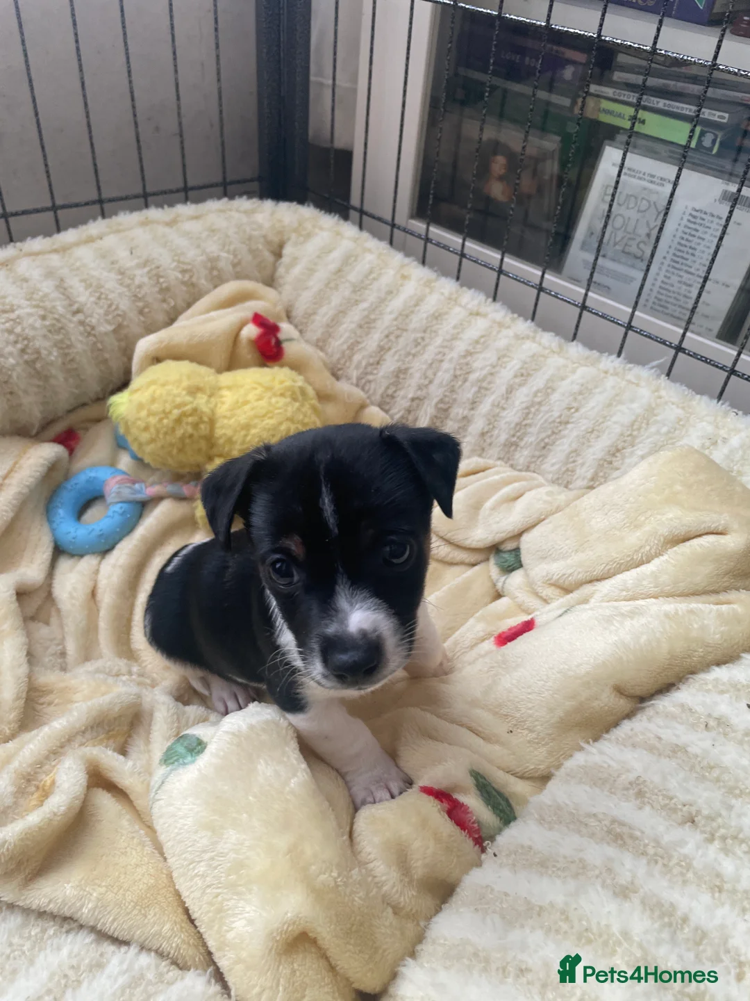 Jack Russell dogs for sale: One male Jack Russell puppies  - Advert 2