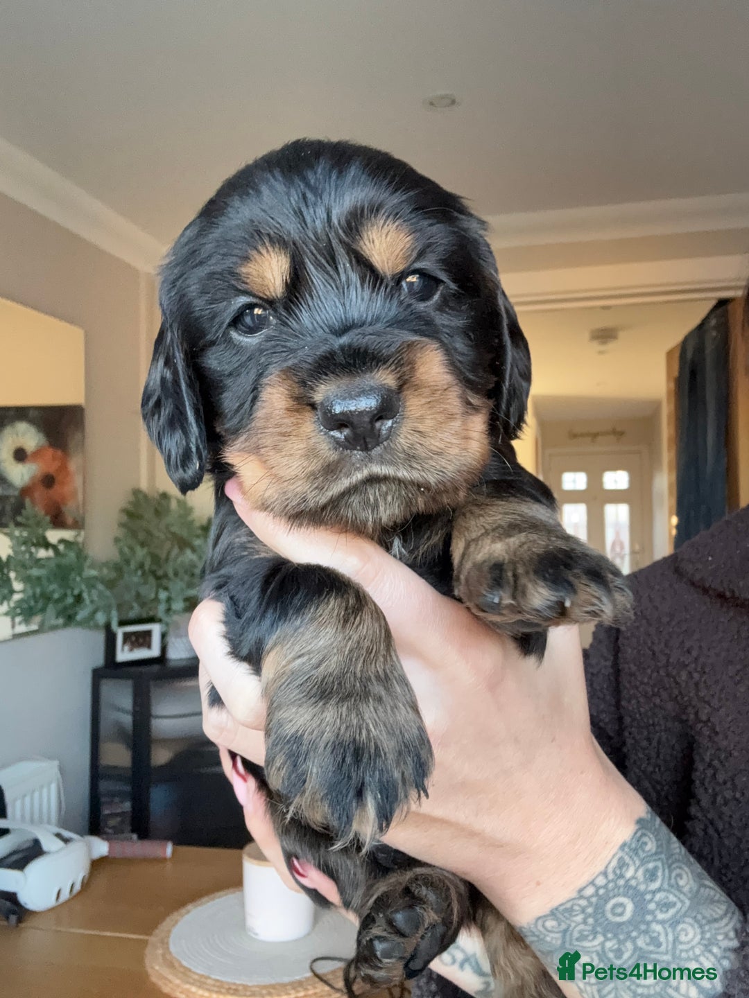 Cocker Spaniel dogs for sale: Beautiful KC Registered- Cocker Spaniel Pups   - Advert 4