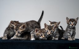 Bengal cats for sale: Gorgeous kittens, Wild-Patterned, Stunning Looks - Image 21
