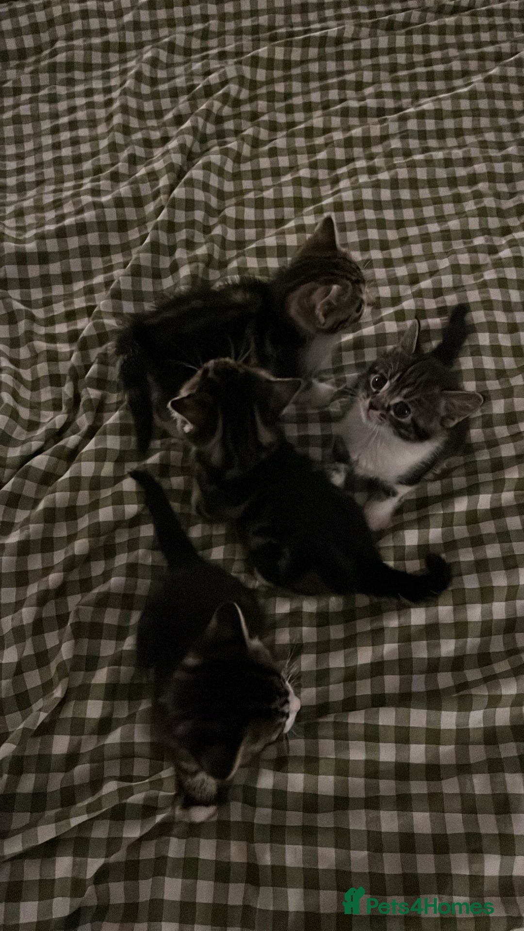 Mixed Breed cats for sale: Tabby Female Kitten, grey & white, 6 week old  - Image 3