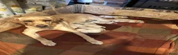Labrador Retriever dogs for sale: Labrador retriever puppies.  - Advert 1