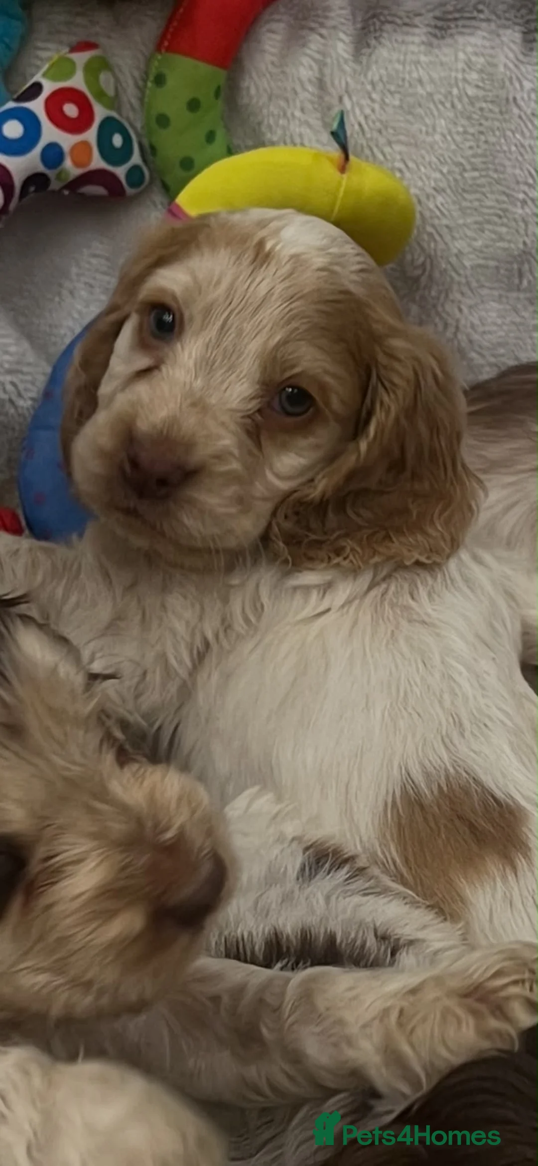 Cocker Spaniel dogs for sale: Show cocker spaniel puppies  - Advert 20