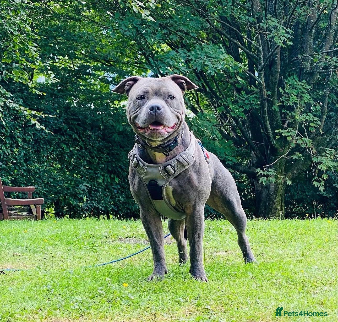 Staffordshire Bull Terrier dogs Ready to leave!!!!!!! - Advert 2