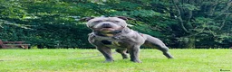 Staffordshire Bull Terrier dogs for sale: Ready to leave!!!!!!! in Rotherham - Advert 2