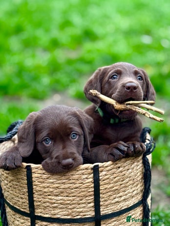 Labrador Retriever dogs 🐾 Chocolate Labrador Puppies Alert!🧡✨ - Advert 1