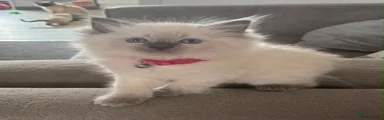 Ragdoll 6 (Muffin) - bluepoint 
