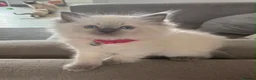 Ragdoll cats for sale: Beautiful seal point / blue point ragdoll kittens - Advert 21