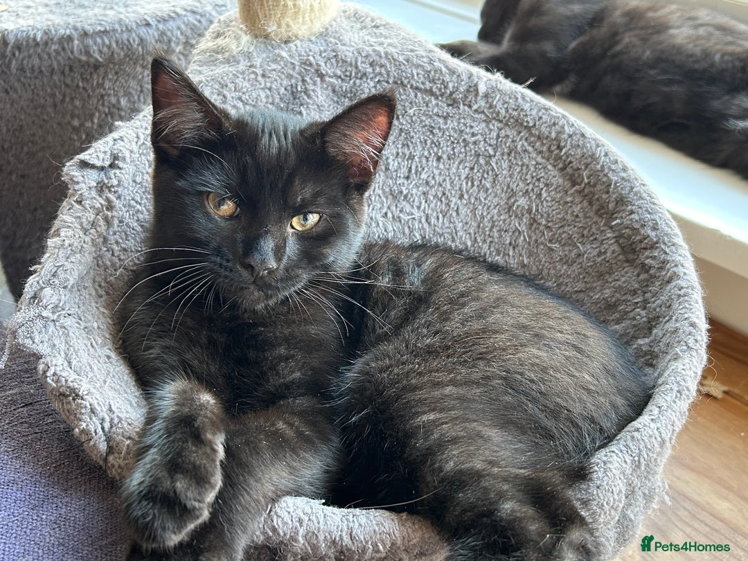 Mixed Breed cats for sale: Three lovely mixed breed kittens - Image 4