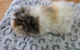 Guinea Pig rodents for sale: 3 Male Babies 🐖 - Advert 4