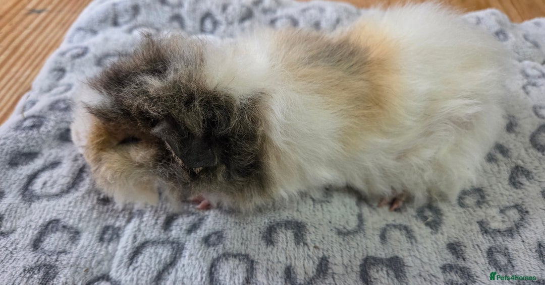 Guinea Pig rodents for sale: 3 Male Babies 🐖 - Advert 4