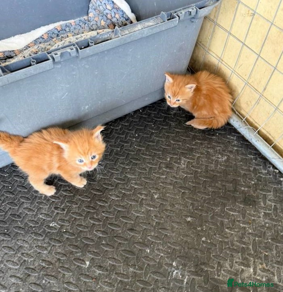 Maine Coon cats for sale: 4 Truly Pure Maine Coons kittens - Advert 3