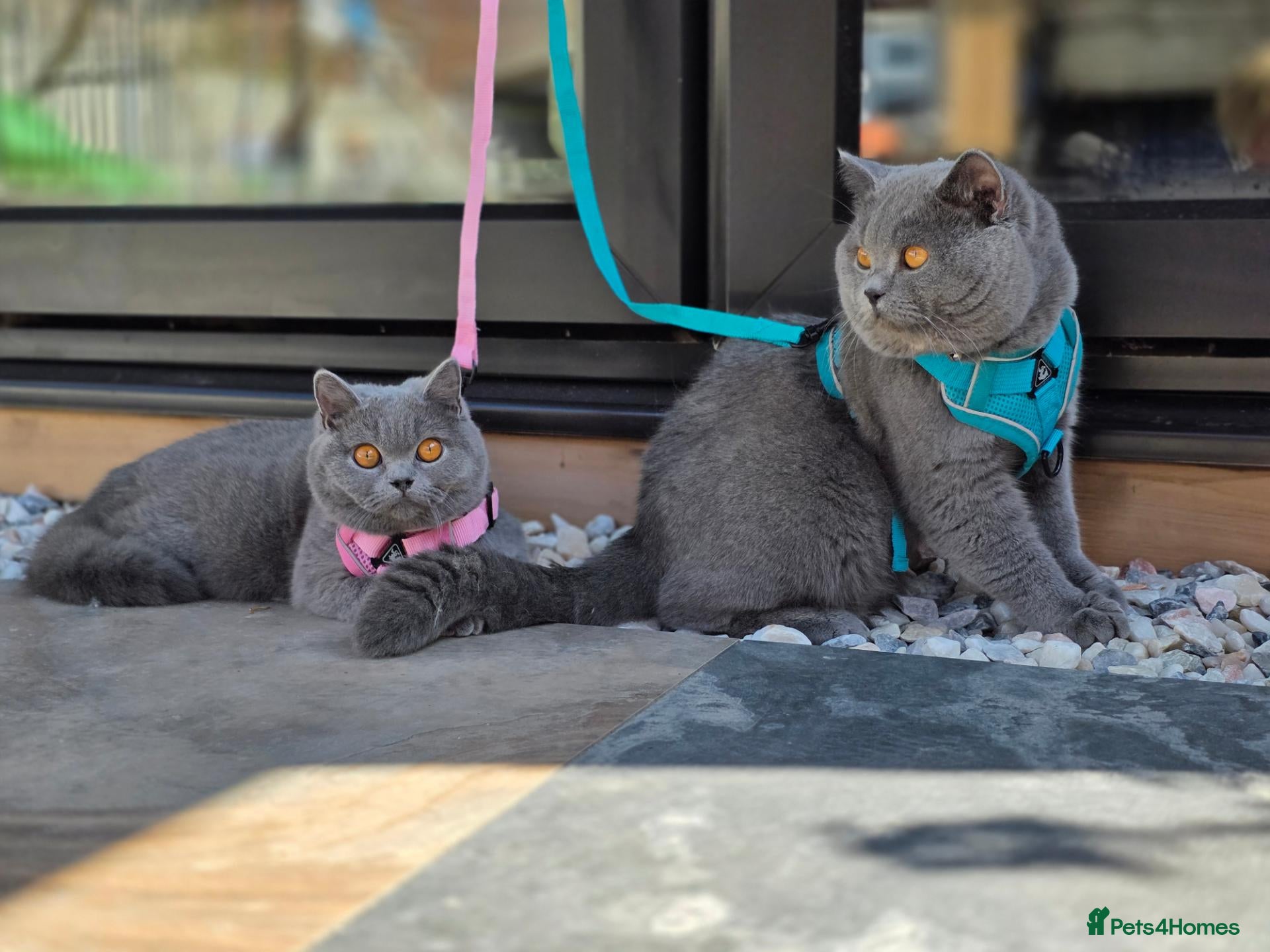 British Shorthair cats READY British shorthair forsale  - Advert 12