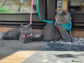 British Shorthair cats READY British shorthair forsale - Advert 12