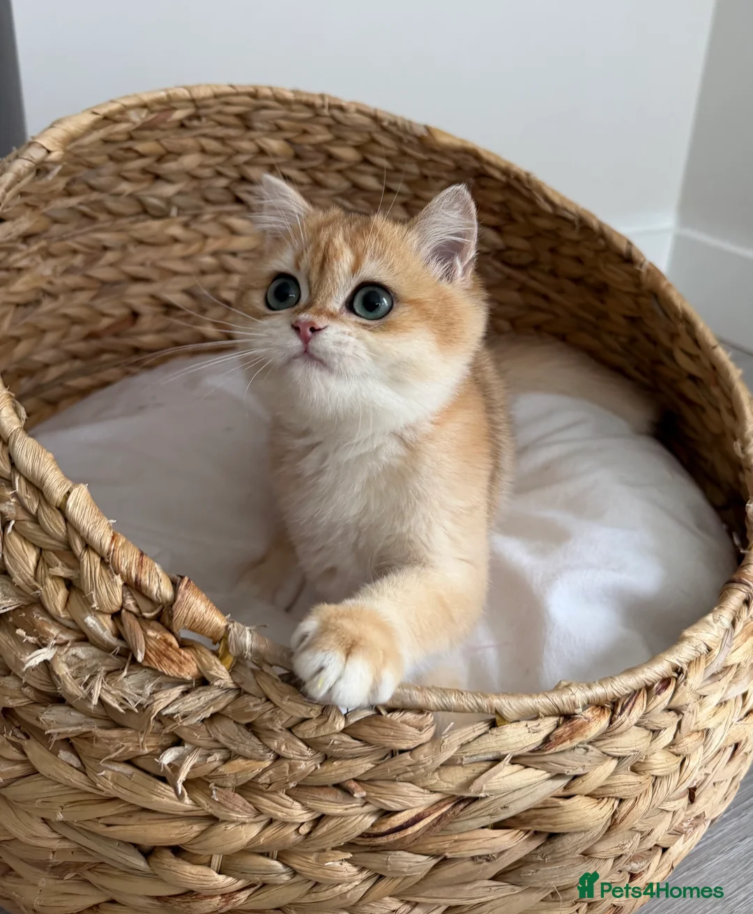 British Shorthair cats for sale: British Shorthair Golden Boy  - Advert 8