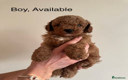Toy Poodle dogs for sale: *STUNNING TOY POODLE PUPPIES* - Image 3