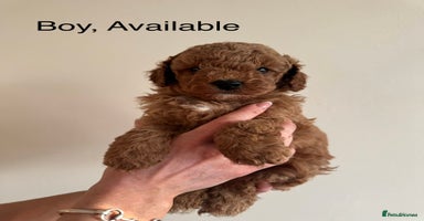 Toy Poodle dogs - Advert 6