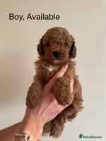 Toy Poodle dogs - Advert 5