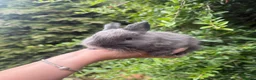 Mini Lop rabbits for sale: Mini lop x baby bunnies 💕 - Advert 2