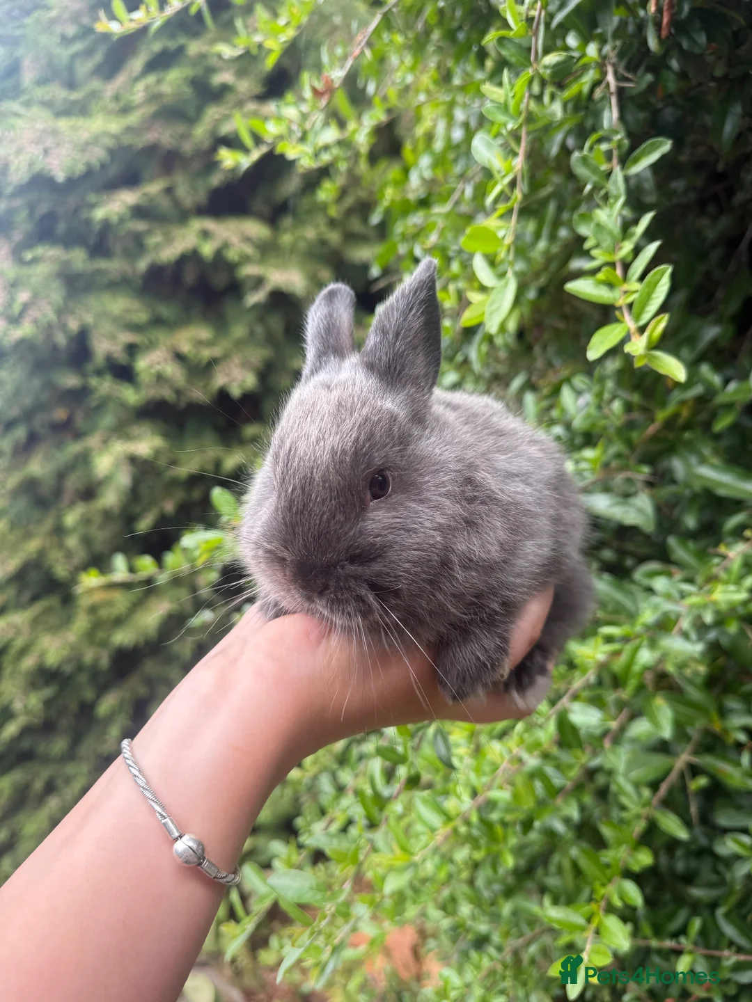 Mini Lop rabbits for sale: Mini lop x baby bunnies 💕 - Advert 2