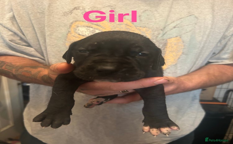 Mixed Breed dogs - Advert 3