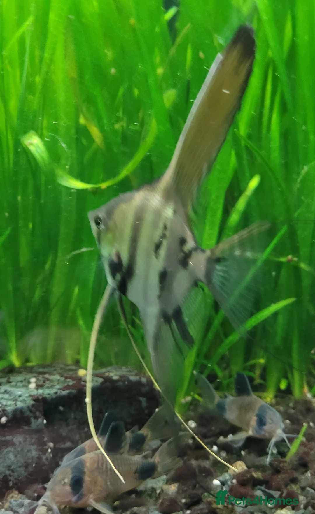 Angelfish fish for sale: Rare high wide fin stripes Angels - Advert 10
