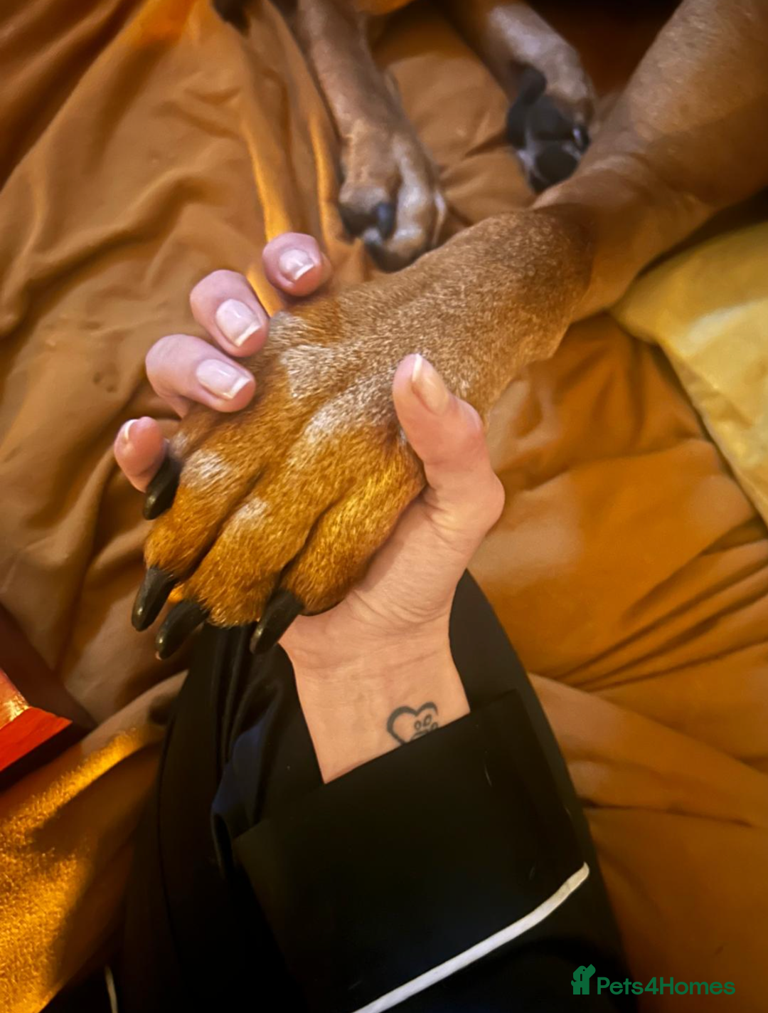 Rhodesian Ridgeback dogs for stud: Rhodesian Ridgeback Stud – Proven & Healthy in Paignton - Image 7