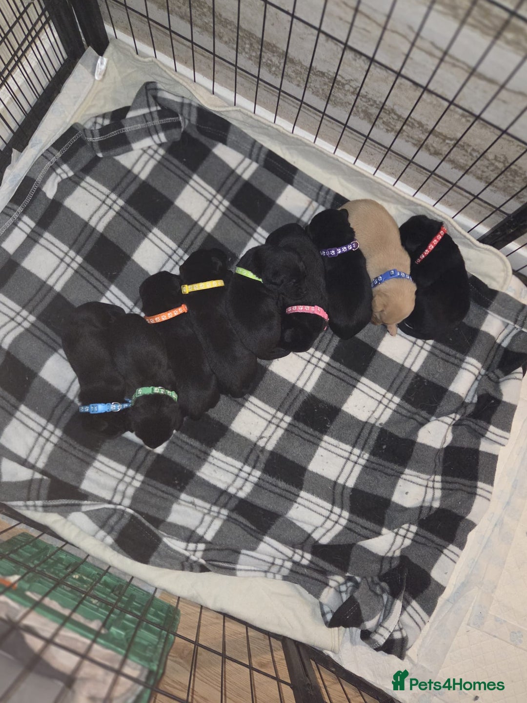 Labrador Retriever dogs for sale: 9 Labrador KC registered Puppies - Advert 11