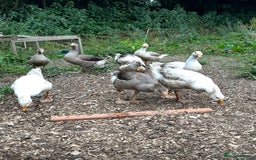 Geese poultry for sale: Embden X Toulouse Goslings  - Image 6