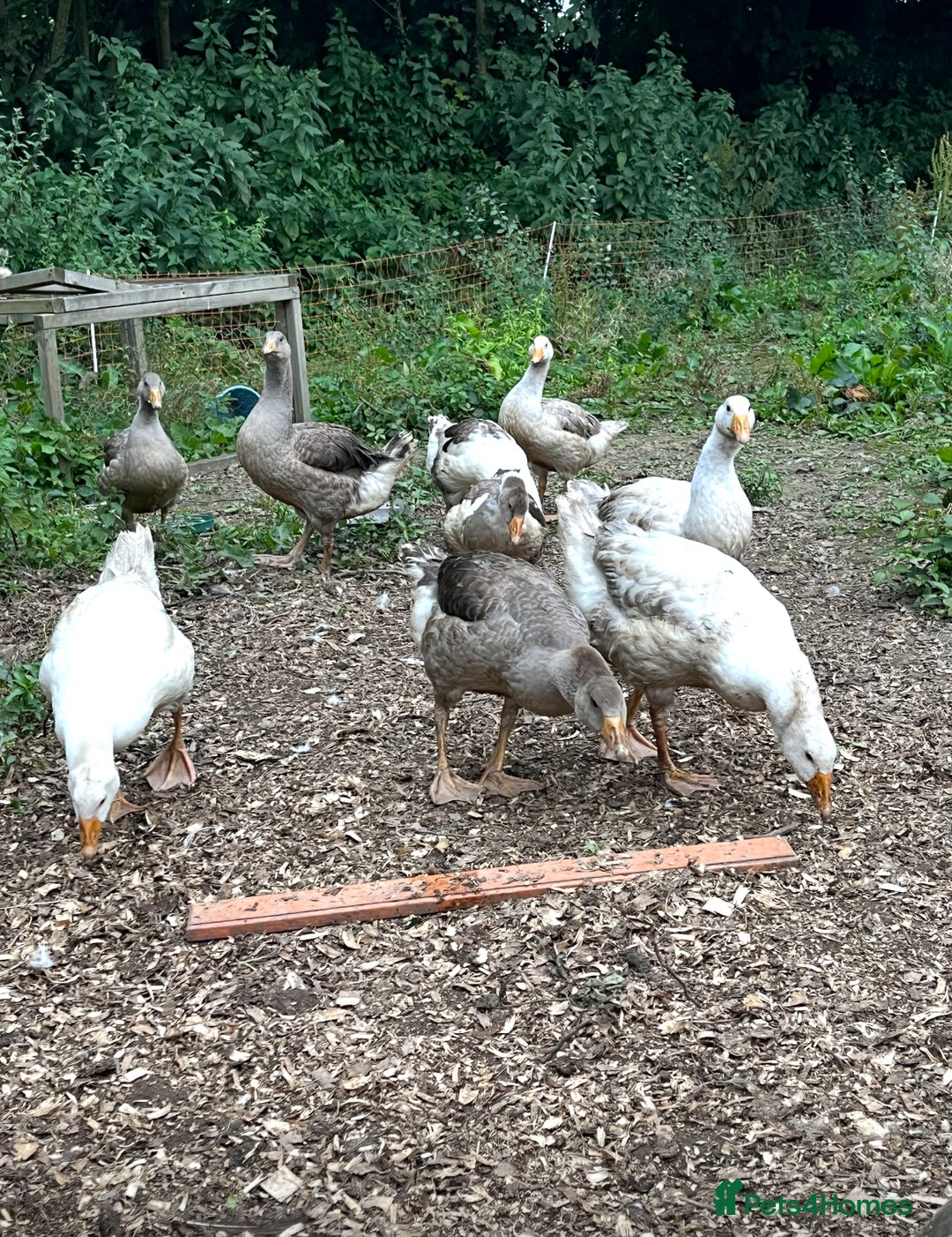 Geese poultry for sale: Embden X Toulouse Goslings  - Image 6