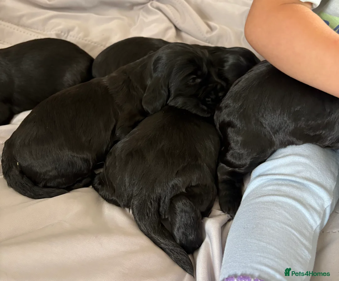 Cocker Spaniel dogs for sale: show type female!!!  - Advert 7