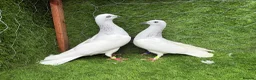 Pigeons birds for sale: Strong Healthy Pigeons £70 Pair - Advert 4