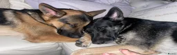 German Shepherd dogs for sale: Short haired German shepherd puppies  in Saint Leonards-on-sea - Advert 5