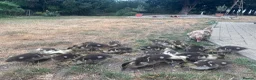 Ducks poultry for sale: Muscovy Ducks for sale - Male & Female - Advert 33