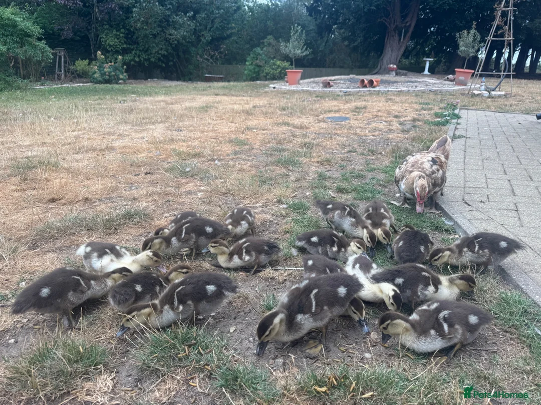 Ducks poultry for sale: Muscovy Ducks for sale - Male & Female - Advert 33