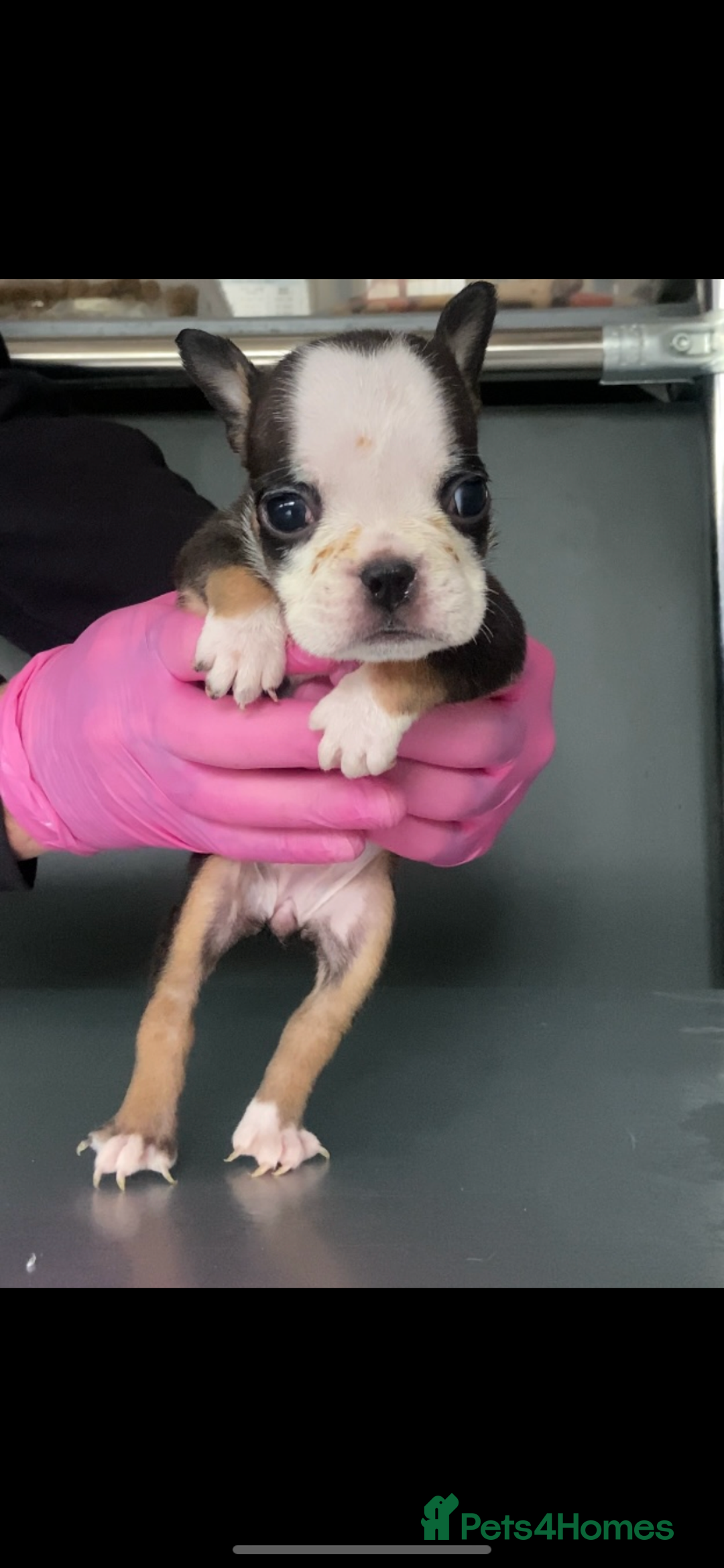 English Bulldog dogs for sale: KC registered English Bulldog Puppies  - Image 8