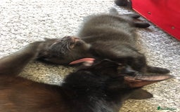 British Shorthair cats for sale: 🐾 A Rare Band of Ghost Tabby Kittens 🐾 - Image 18